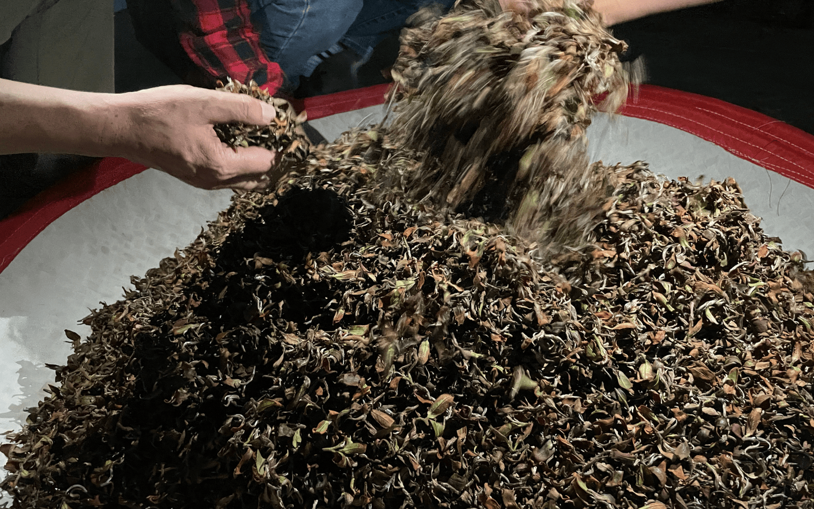 Exploring Tea Types: Black Tea