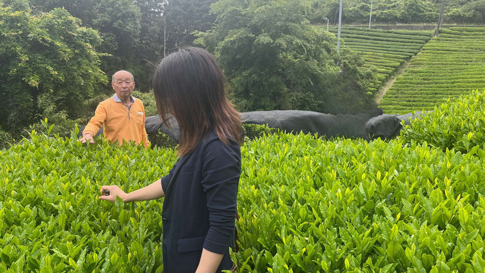 A woman and an older man stand in a lush tea field, surrounded by green leaves. She examines the plants, conveying a sense of calm focus.