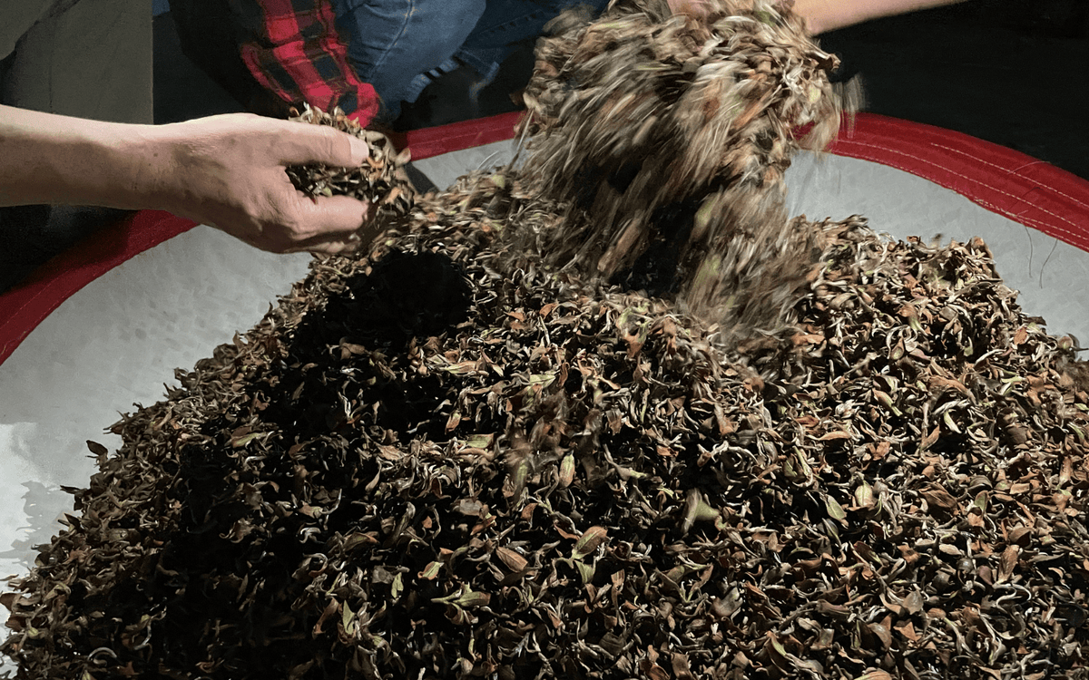 Exploring Tea Types: Black Tea