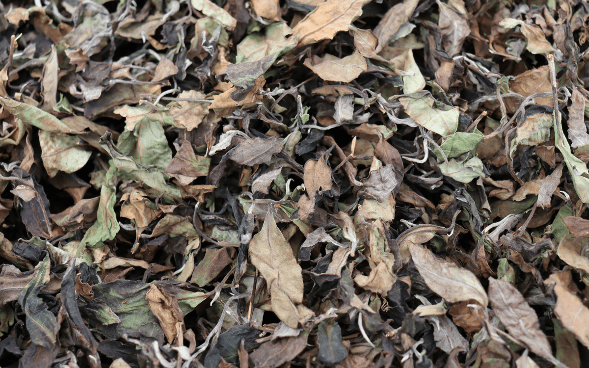 Tea withering 
