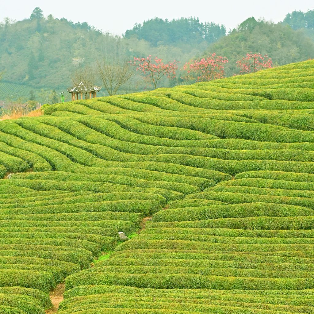 Terraced green tea fields with gentle slopes dominate the landscape. Pink flowering trees and a small pavilion are visible against a misty forest backdrop.