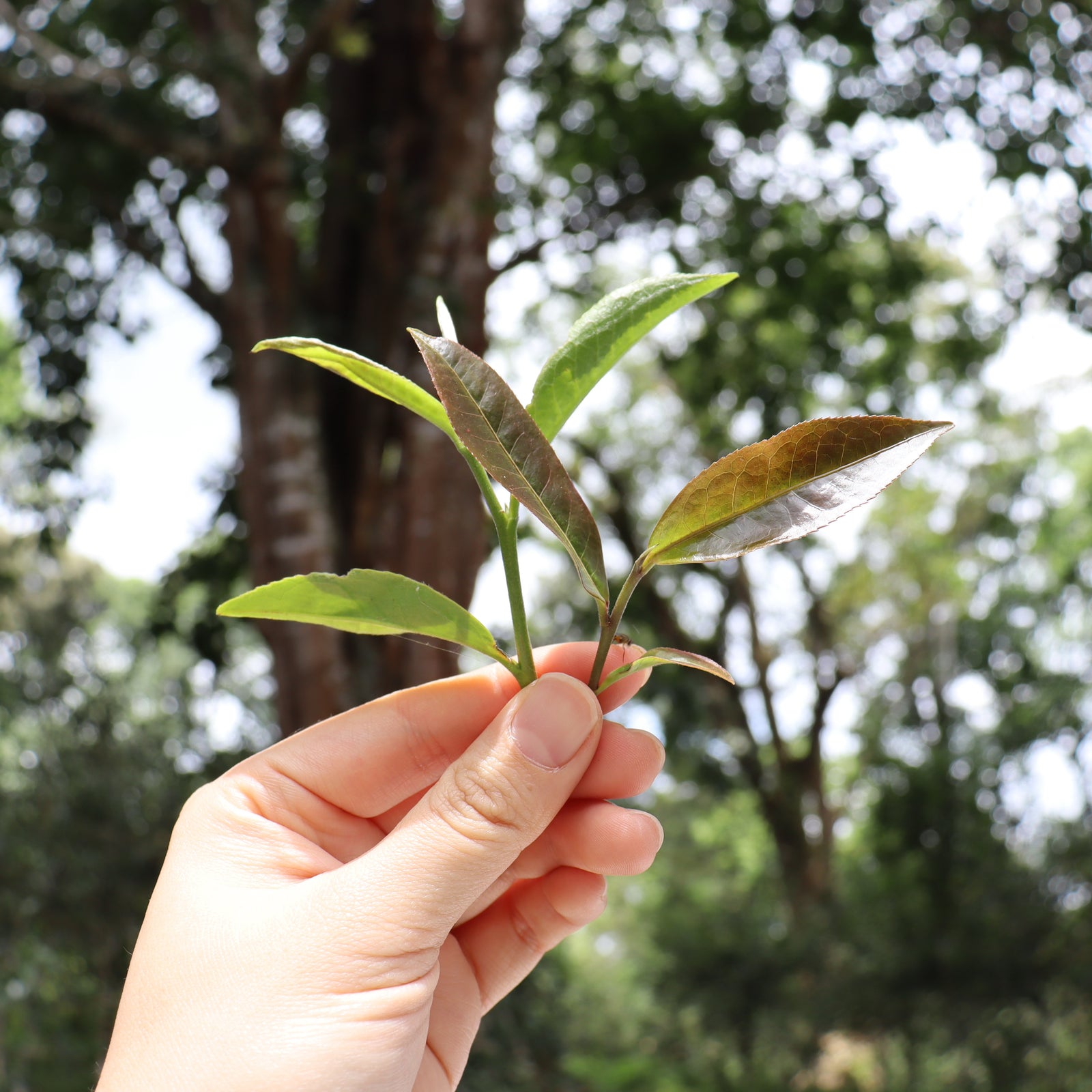 A hand holds a small green plant with a backdrop of blurred trees in bright daylight, conveying a fresh, natural, and serene atmosphere.