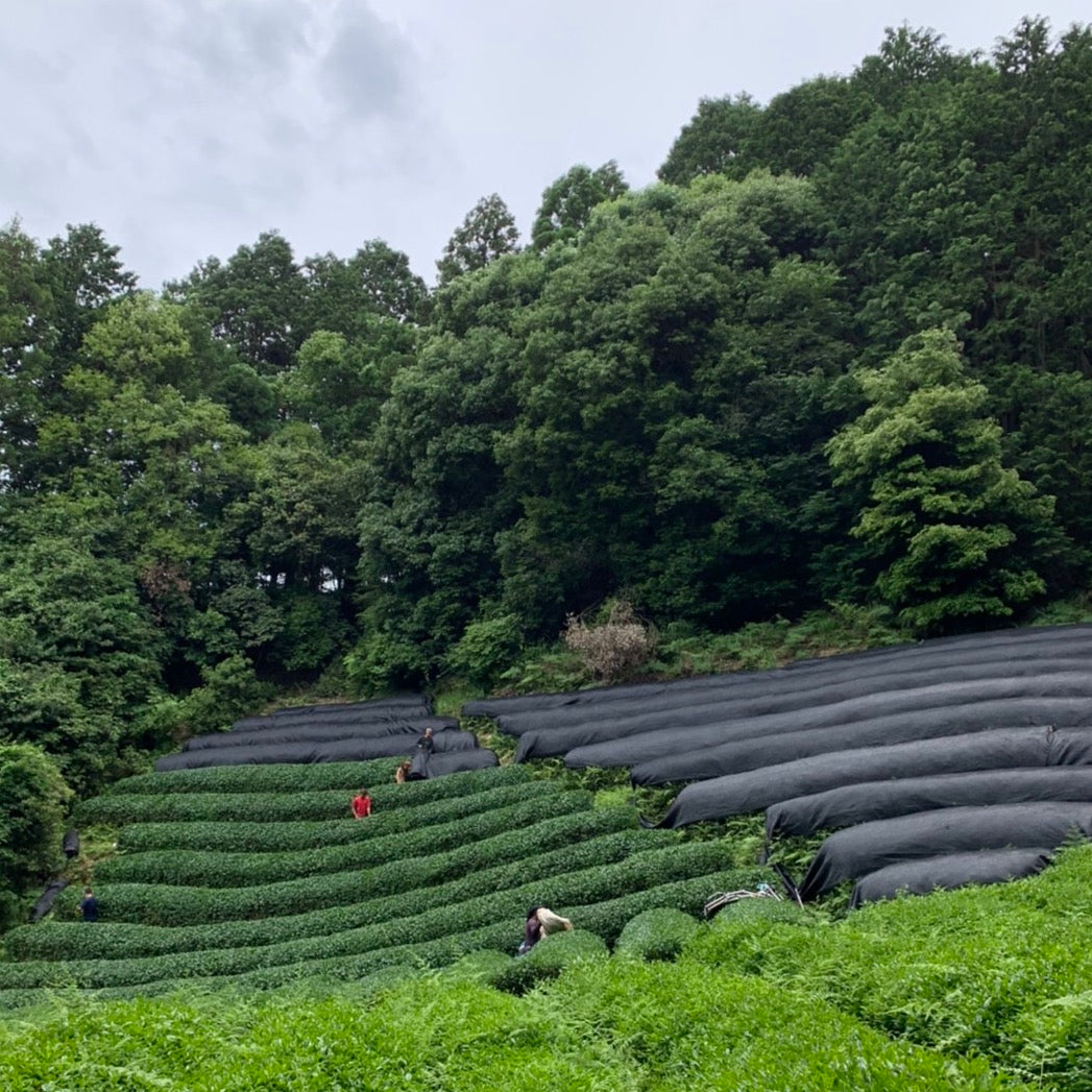 Terraced tea fields curve along a forested hillside. Workers in colorful clothing tend to the lush, green rows. The sky is overcast, creating a calm and serene atmosphere.