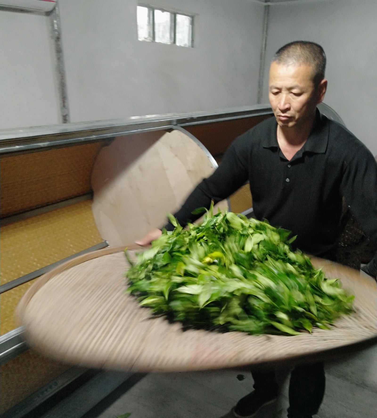 A man in a black shirt is carefully spreading green tea leaves on a woven tray in a dimly lit room, suggesting a focused and traditional process.