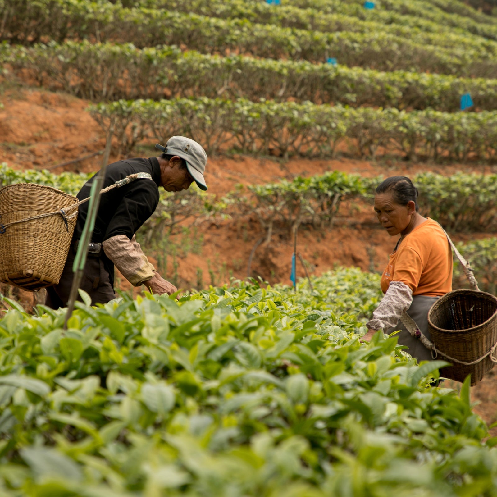 Two people harvesting green tea leaves in a lush terraced field. They carry woven baskets on their backs, focused on the task. The scene conveys diligence.