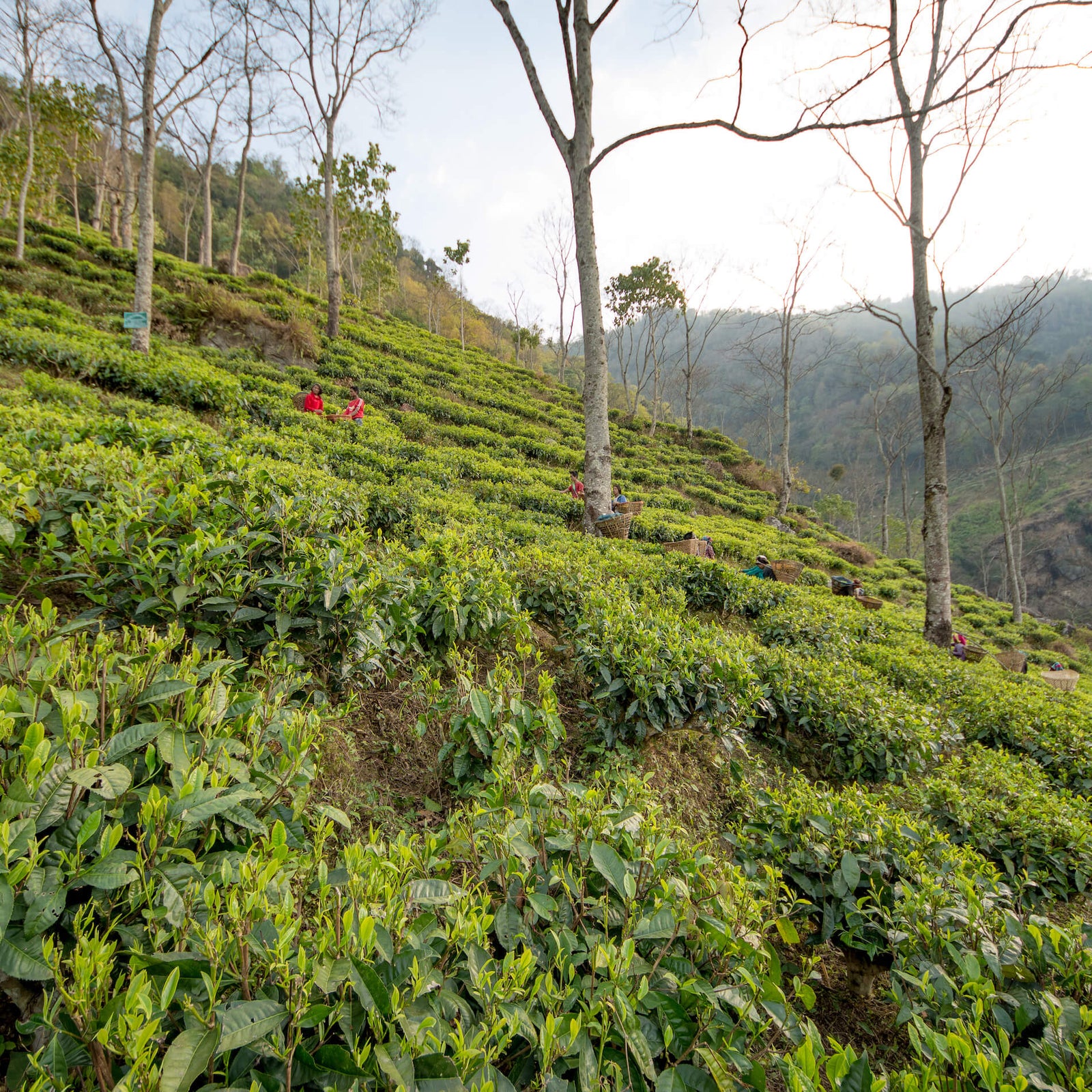 Hilly tea plantation with lush, green rows of tea bushes. Workers in colorful clothing are picking leaves, surrounded by tall, sparse trees under a bright sky.