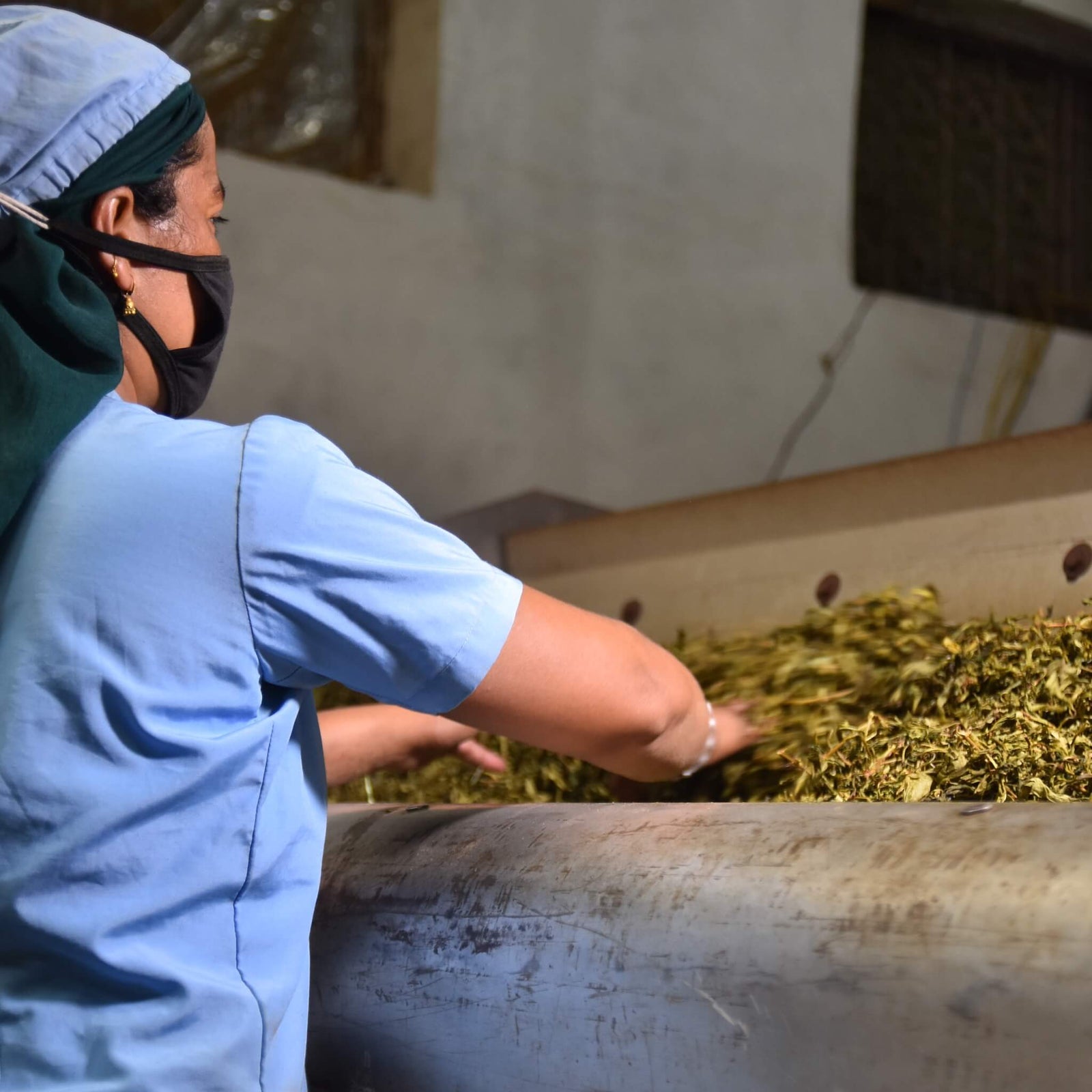 A person wearing a mask, cap, and blue shirt handles a pile of drying tea leaves on a conveyor belt in an indoor setting. The scene conveys focused attention.