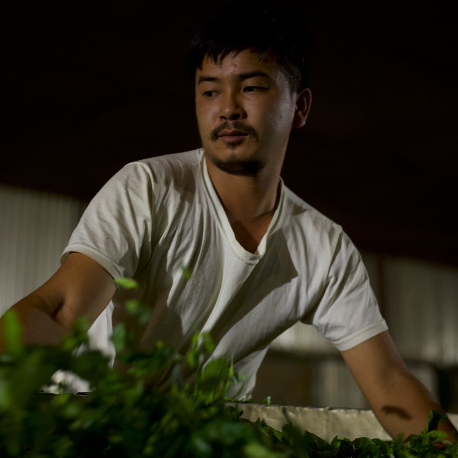 Man in a white shirt leans over a bed of fresh green leaves in a dimly lit space, appearing focused and contemplative.