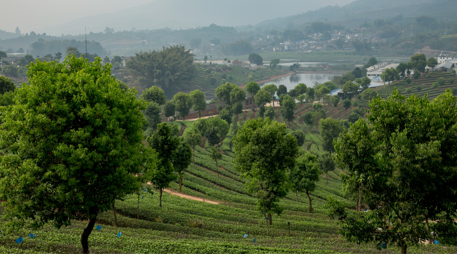 Lush green farmland with neatly arranged tea plants and scattered trees on rolling hills. A hazy sky and distant village create a serene, tranquil landscape.