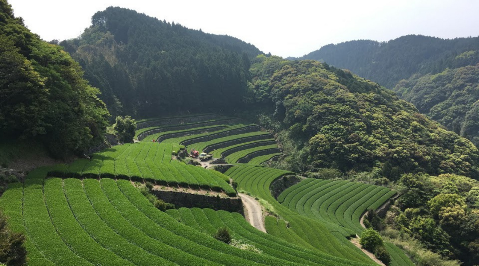 Lush green tea fields with terraced rows on a hillside, surrounded by dense forests under a clear sky. The scene is tranquil and scenic.