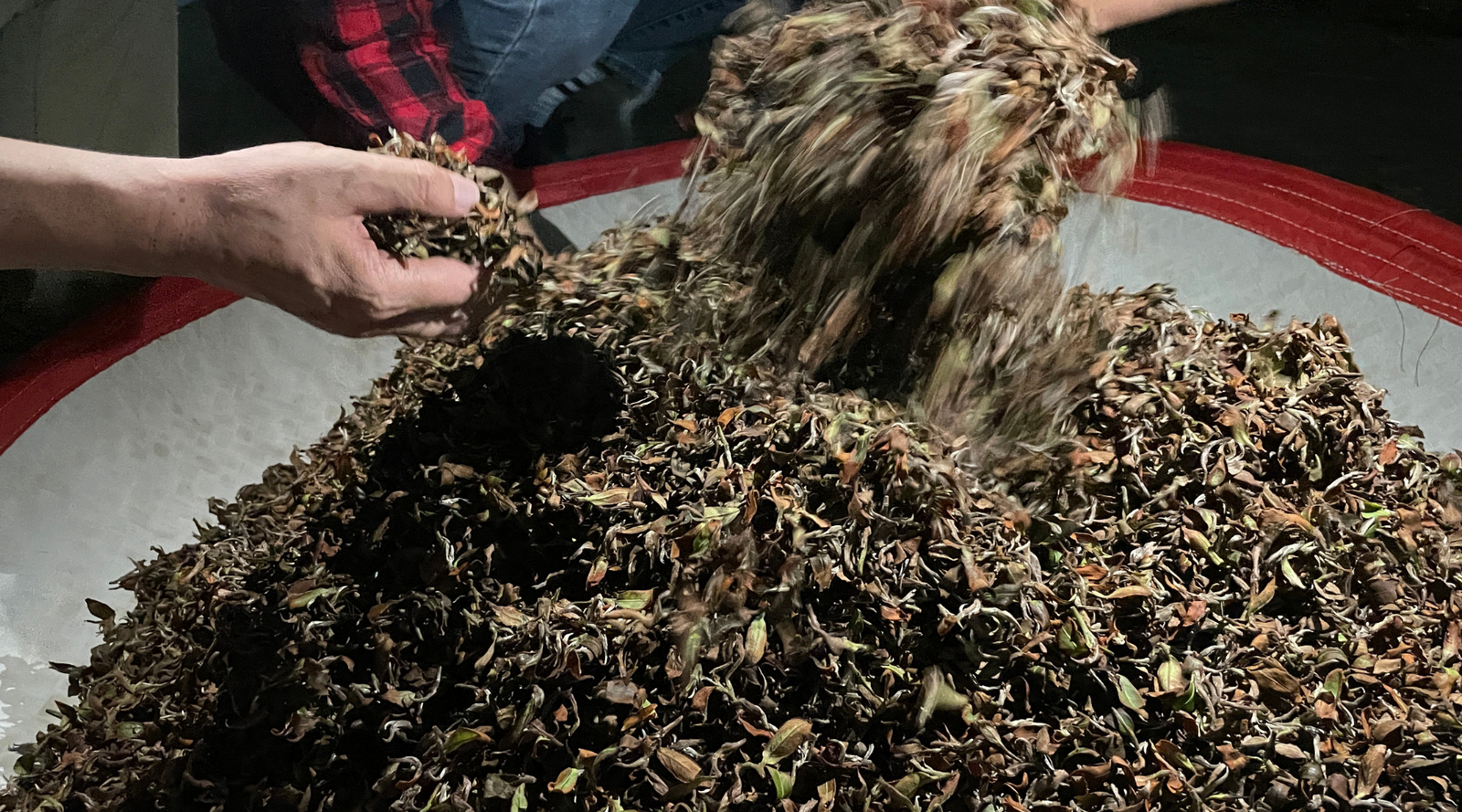 Hands sorting through a large pile of black tea leaves in a circular container, suggesting a rustic and tactile process, with a focus on agriculture.