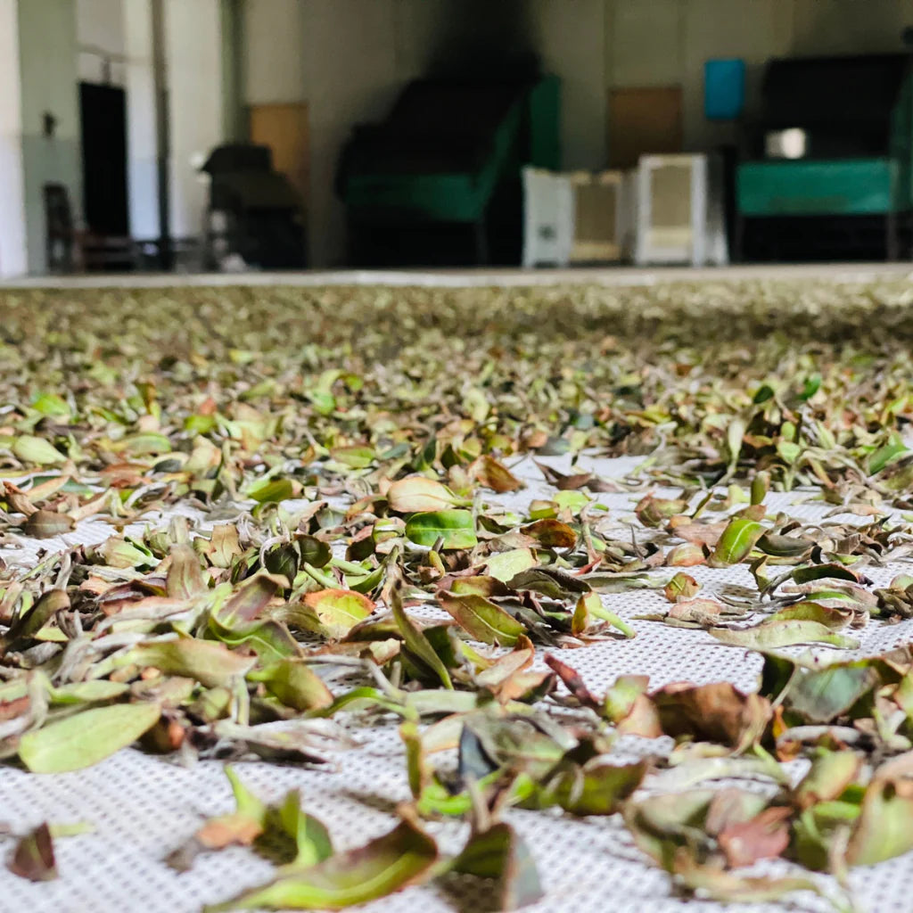 Fresh tea leaves spread out to rest during early processing before oxidation develops.