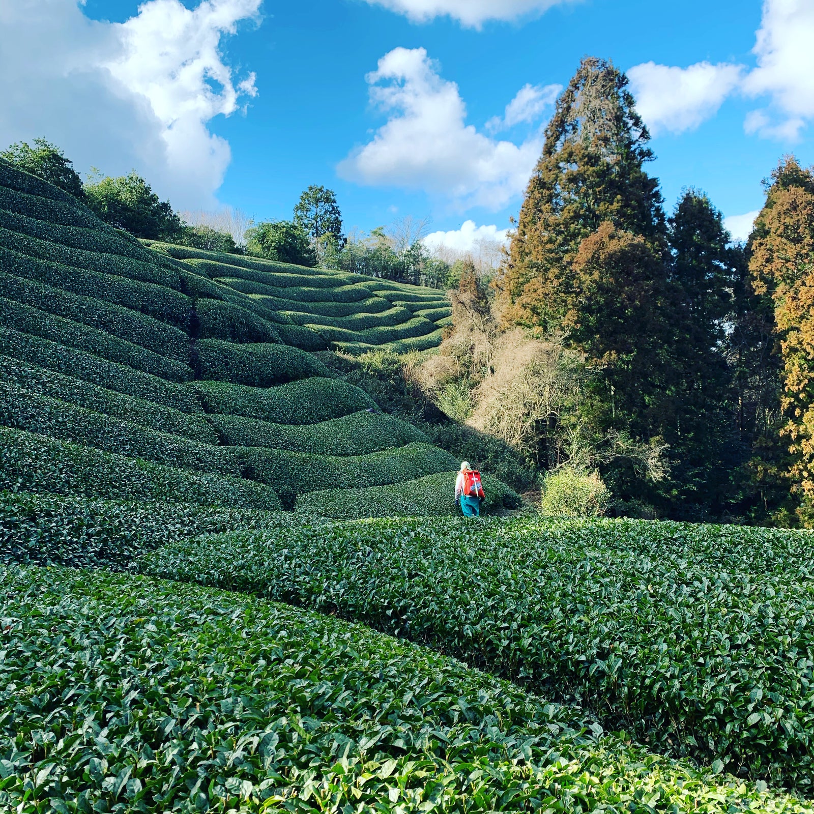 A person in a red jacket walks through lush, green tea fields on a hillside under a bright blue sky, surrounded by tall trees. The scene feels serene.