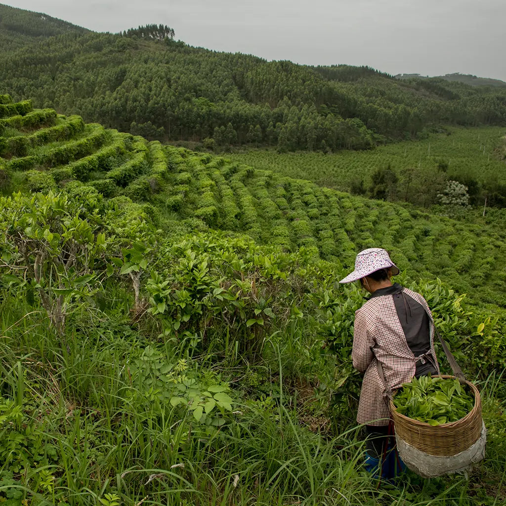 A person with a floral hat and basket picks tea leaves on a lush, terraced hillside. The vibrant green landscape stretches into distant, forested hills.
