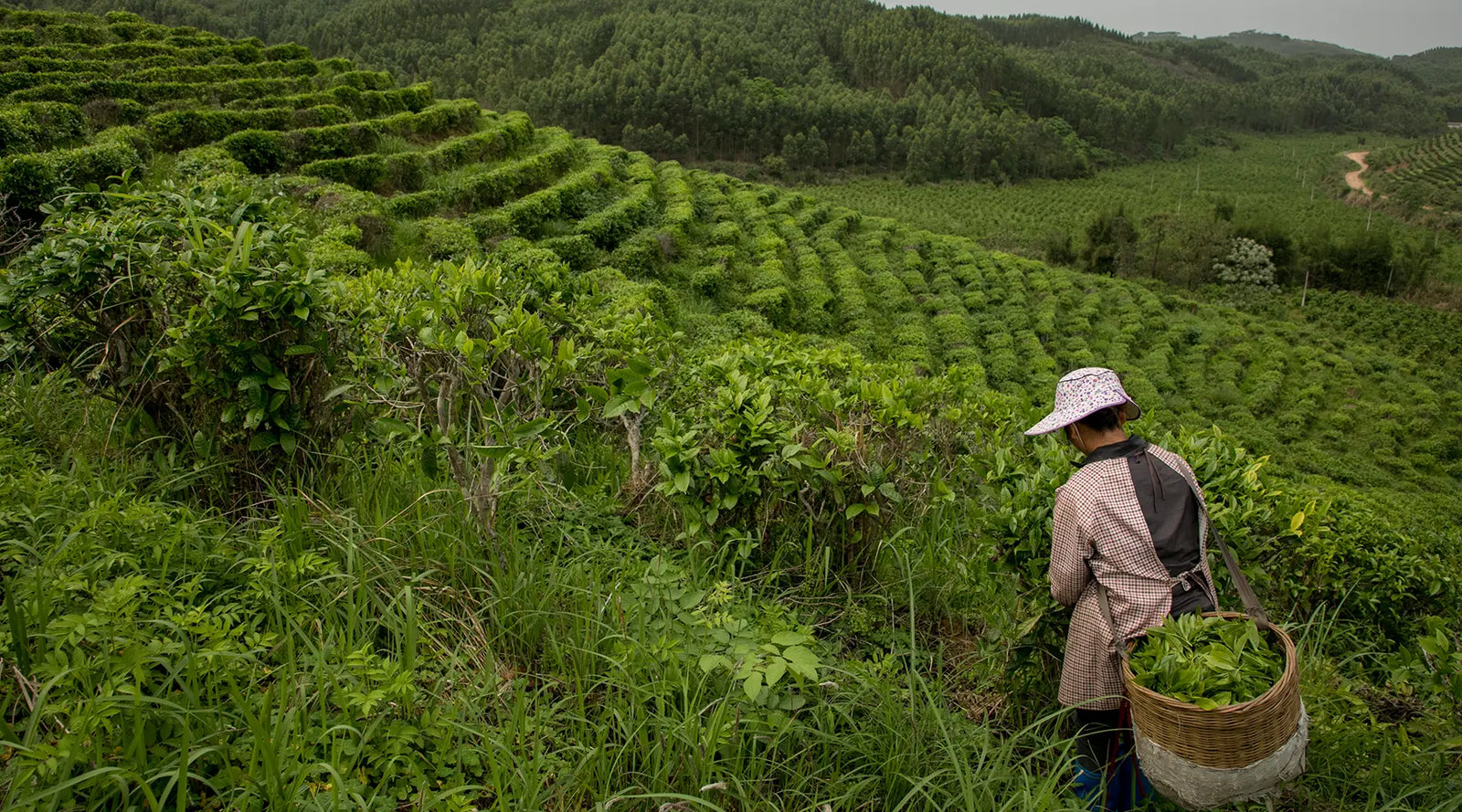A person in a hat picks leaves in a lush, green terraced field with a basket on their back. Rolling hills and dense foliage spread into the distance.