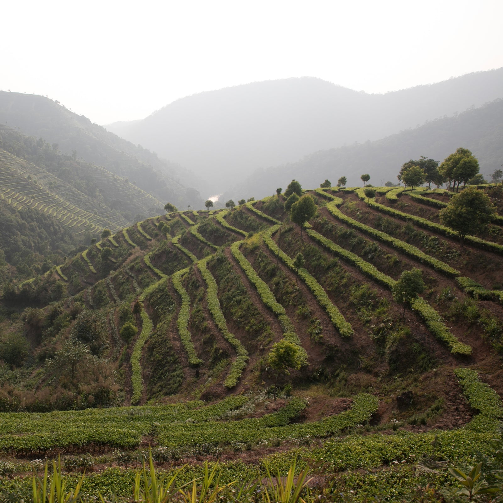 Terraced green tea fields on a hillside under a hazy sky. Layered rows of vibrant plants create a serene, flowing pattern against distant misty mountains.