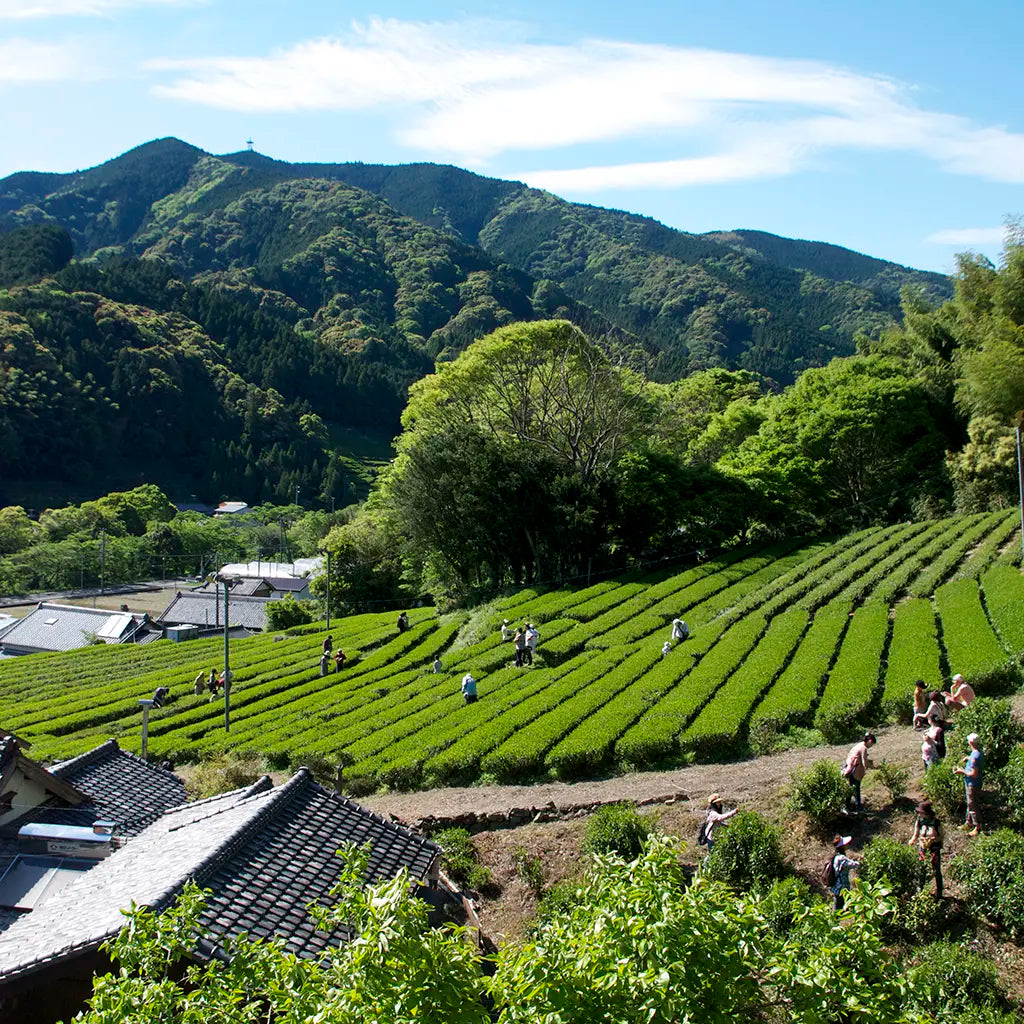 Terraced green tea fields stretch across a hillside, dotted with several people harvesting. In the background, lush mountains rise under a clear blue sky.