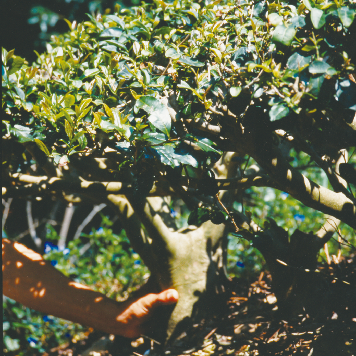 A hand gently grasps the trunk of a small, lush tree with vibrant green leaves in sunlight, surrounded by blurred foliage, evoking a sense of nature and care.