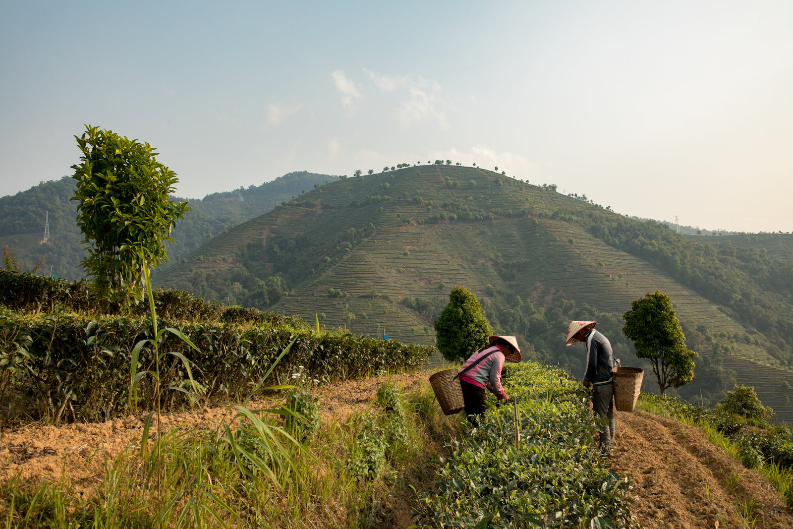 Two workers in traditional hats pick tea leaves on a terraced hillside, with lush greenery and a distant mountain under a clear sky.