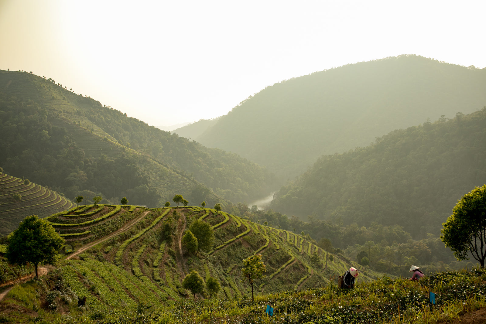 Terraced tea fields and distant forested hills under a hazy sky. Two people work in the foreground, conveying a serene, rural atmosphere.