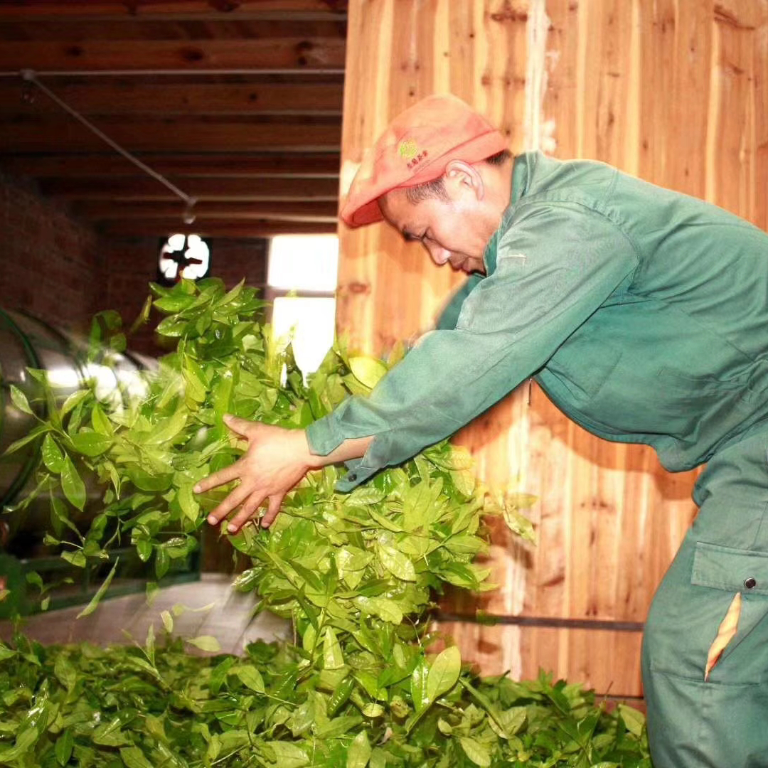 Man in green uniform and orange hat handling fresh green tea leaves indoors, wooden wall background. Focused expression, natural light.