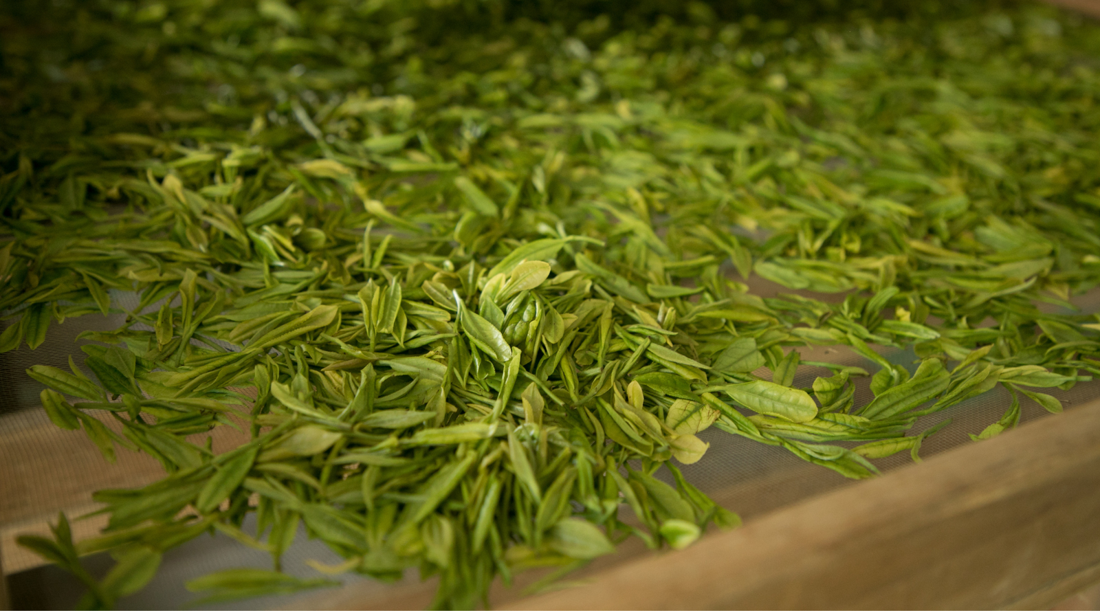 Fresh green tea leaves spread across a wooden drying tray, creating a vibrant and textured landscape. The image conveys a sense of freshness and nature.