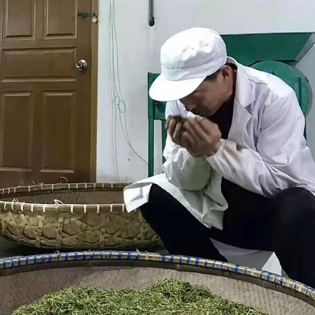 A person in a white coat and cap is examining a handful of tea leaves, conveying focus and concentration. Large baskets of tea are in the foreground.