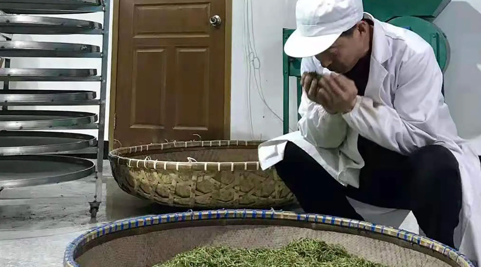 A person in a white coat and cap inspects and smells green tea leaves in a woven basket, conveying focus and expertise in a processing room.