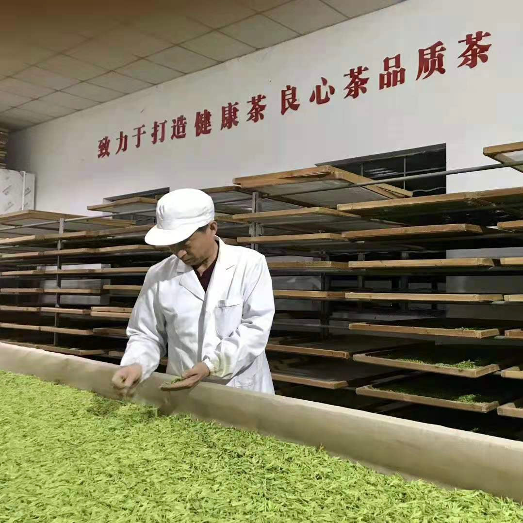 A person in a white coat and cap inspects green tea leaves in a drying room with wooden racks. The setting conveys a sense of focus and meticulous care.