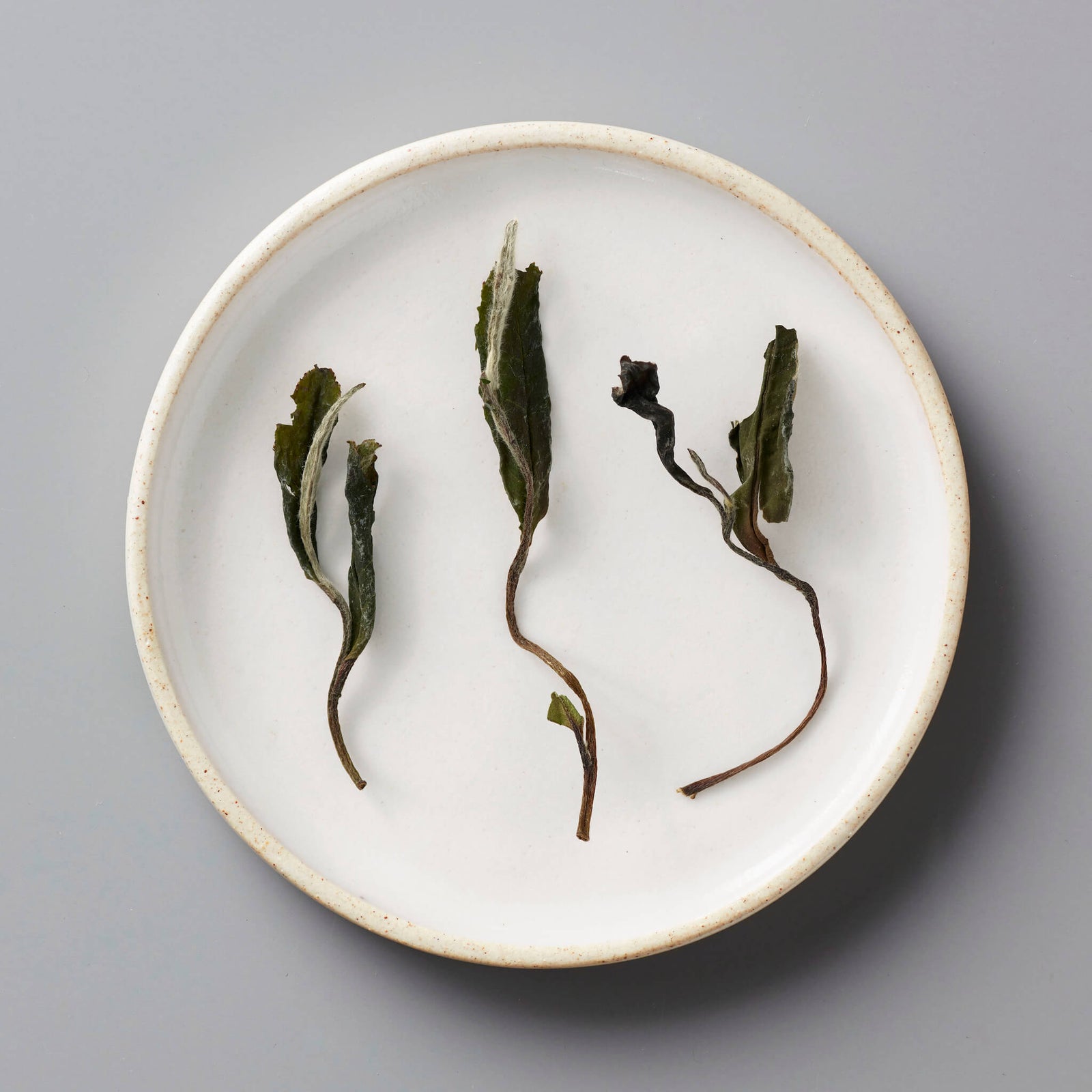 Fuding Bai Mudan white tea leaves displayed on white ceramic plate, showing delicate dried buds and stems