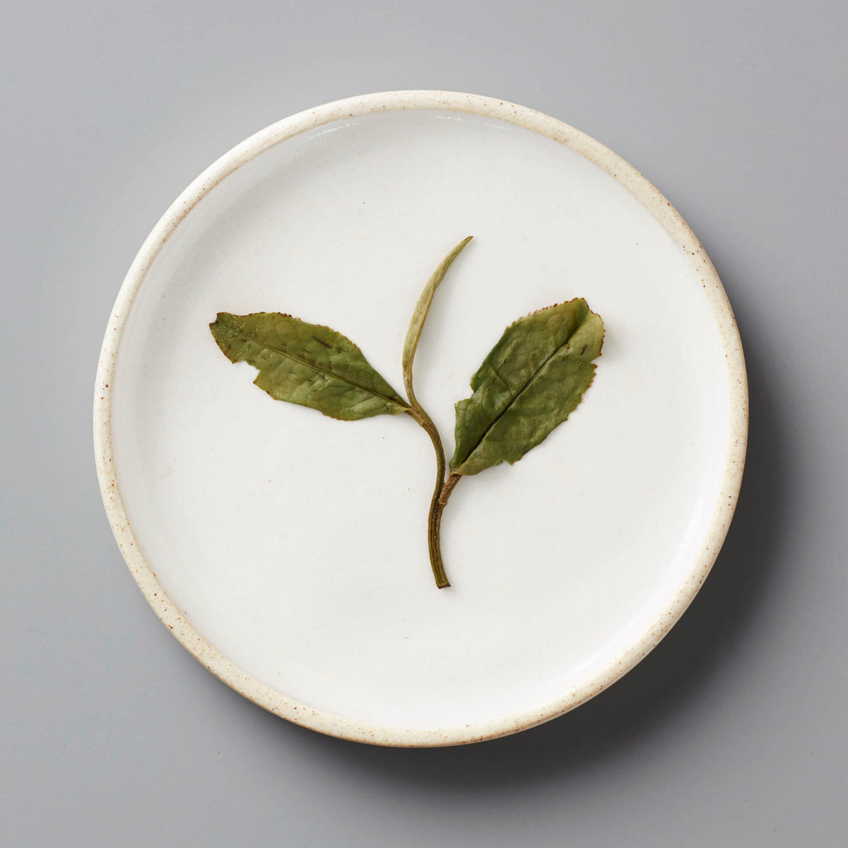 Fuding Bai Mudan white tea leaves displayed on a round white ceramic plate showing traditional plucking standard